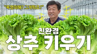 집에서도! 농가에서도! 친환경으로 상추를 제대로 키우는 가장 쉬운 방법과 노하우! #식집사 #farming