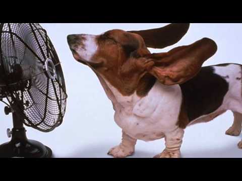 Sinan Sakic vs. Tag Team - Reci sve zelje vs. Whoomp! There it is