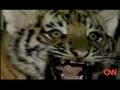 Birth of two rare Siberian tiger cubs - YouTube Birth of two rare Siberian tiger cubs - YouTube
