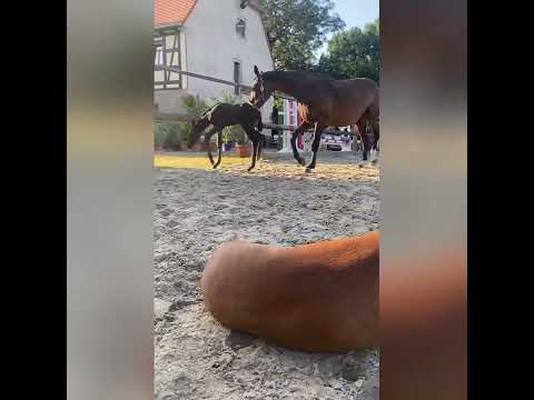 2021 - Grafenhain - vom EA Freiherr von Stein a.d. StPr und PrSt Gräfin Cosel (Handryk)