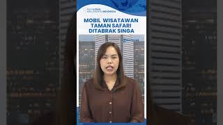 Viral Mobil Pengunjung Taman Safari Prigen Ditabrak Singa, Pemilik Sebut Tak Mau Damai dan Salaman