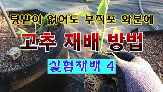 [텃밭농부 1,864]  텃밭이 없어도 부직포 화분에 고추를 재배하는 방법. 실험재배 4 #고추재배