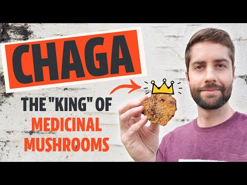 , title : 'Why Chaga Is The "King" Of Medicinal Mushrooms (Inonotus obliquus)