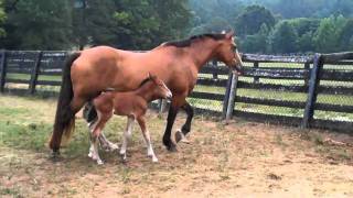 Welcome to the world Donnerwetter! August 19, 2011