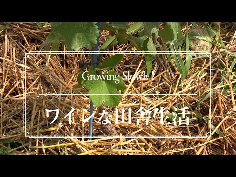 園芸 より環境に優しいブドウ畑を目指して