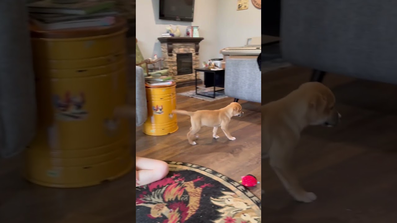 Sierra Rose, a Adoptable mixed breed in Liverpool, TX video 6/6