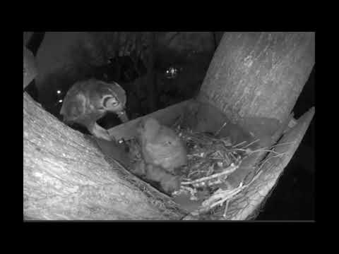 Great Horned Owl Dad Feeds owlet