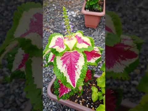 園芸 コリウス、コリオール