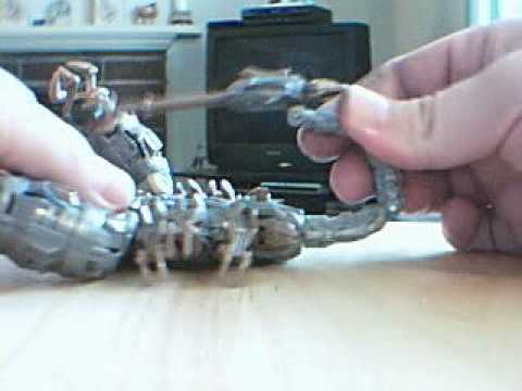 Video Review of Scorponok, Transformers deluxe class