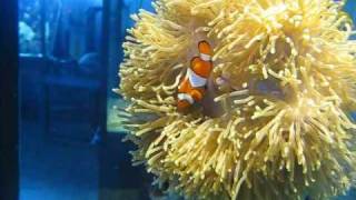 preview picture of video 'Clownfisk (Amphiprion ocellaris)'