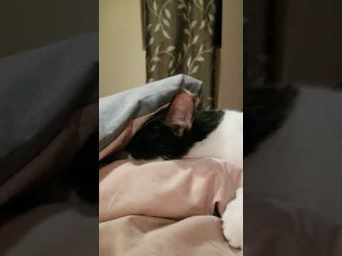 Cat likes to burrow under blankets, but never gets any further than his head.
