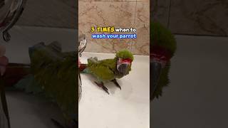 3 Times When You Should Wash a Parrot