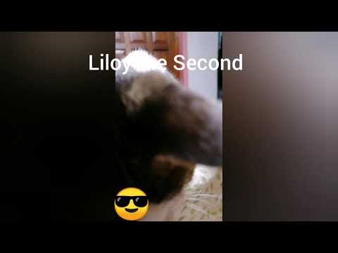 Catspirational Series (#1)