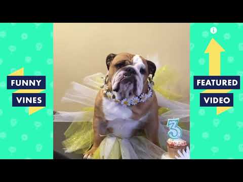 TRY NOT TO LAUGH - Cute Funny Animals Compilation | Funny Vines September 2018