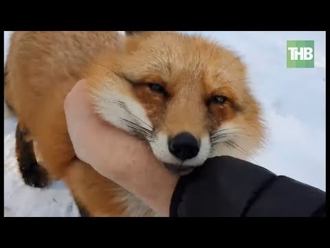 В Подмосковье мужчина завёл домашнюю лису | ТНВ
