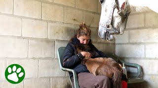 Grieving mama horse finds happiness again