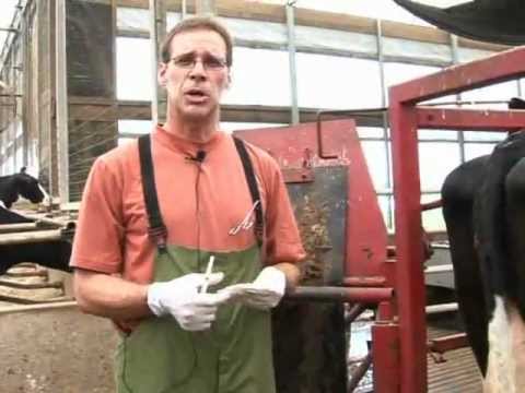 Getting a Blood Sample From the Tail Vein of a Dairy Cow