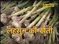 Garlic Farming Special