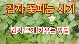 [감자재배]감자꽃피는시기 & 감자크게키우는 방법