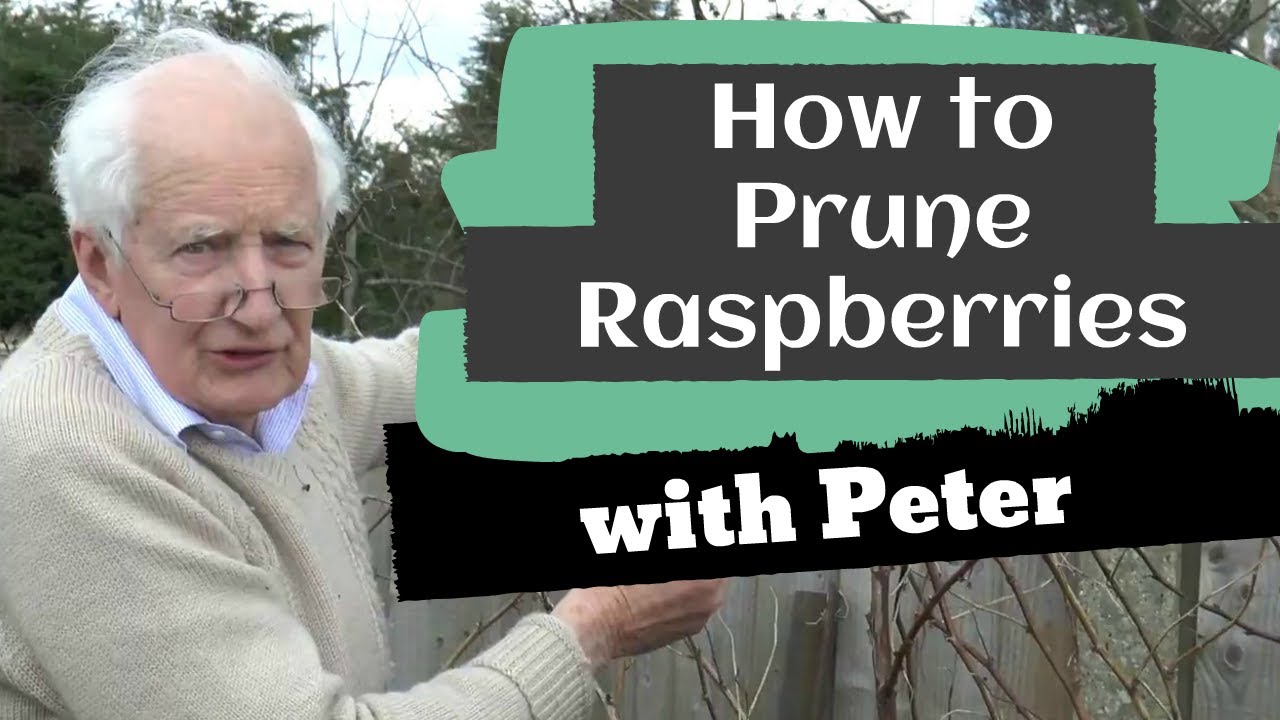 Pruning Raspberries