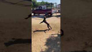 Video preview image #1 Mutt Puppy For Sale in San Diego, CA, USA