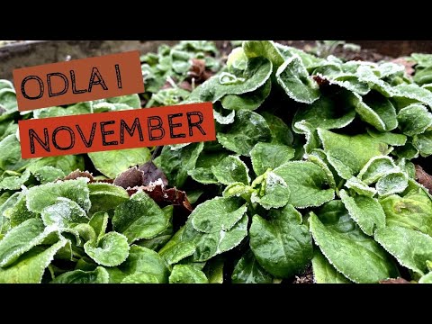 Odla i NOVEMBER - Salladssenap, vinterportlak och rödbetor kan skördas nu i minusgrader.