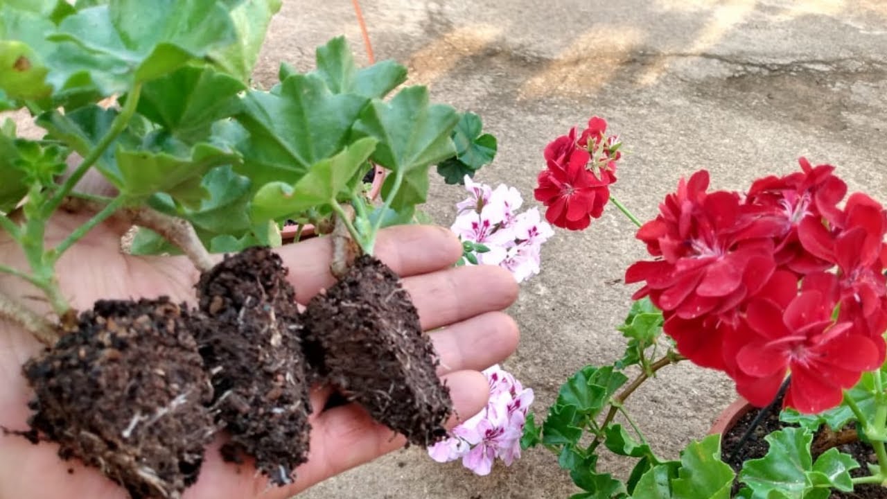 Cultivo de Gerânio! Mudas feitas por estaquia...