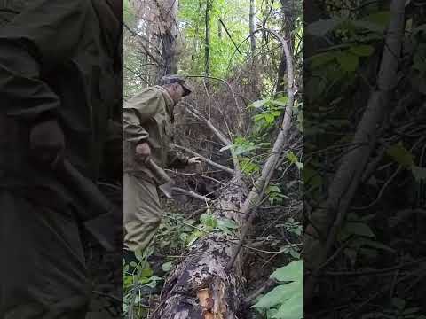 I'm building a hermit's hut in the taiga #shorts