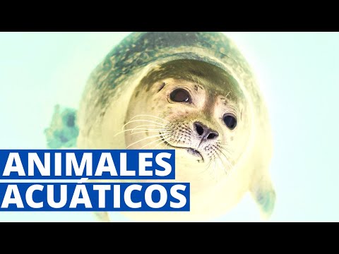 Animales acuáticos: características y ejemplos🐬