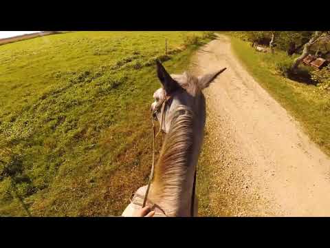 Buddy sour?  Barn Sour!  Try this trick!