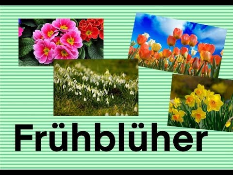 Die Frühblüher - Grundschulwissen für den Sachunterricht