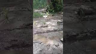 Download lagu Bang bima gestrek mp3