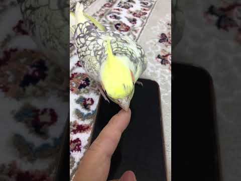 She loves taking dry skin off🥰 #shorts