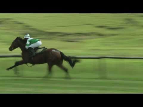 Lot 158 - GOLDEN TARGET (Victory Moon - Golden Arrow)