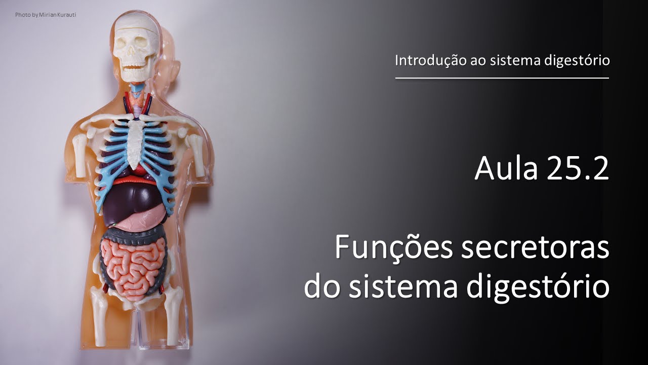 Videoaula 25.2 Funções secretoras do sistema digestório