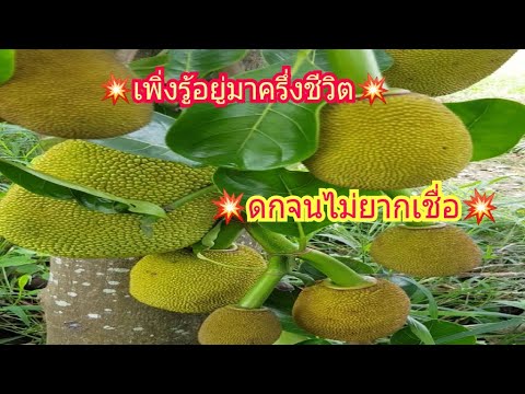 💥ทำขนุนให้ติดลูก💥ลูกดก💥อยู่มาครึ่งชีวิตเพิ่งรู้💥ง่ายมากจนไม่ยากเชื่อ💥