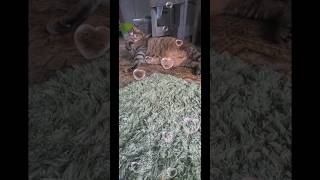 猫の可愛いグル－ミングです