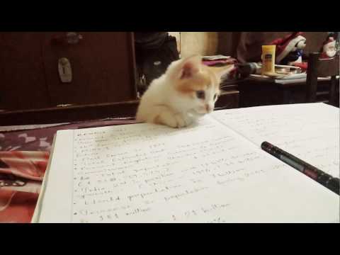 its a cat thing!! when you try to study but you have a cat!!