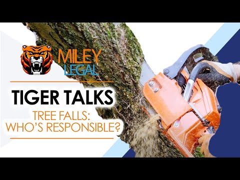 Tree Falls | Tiger Talks Ep 3 | Miley Legal Group