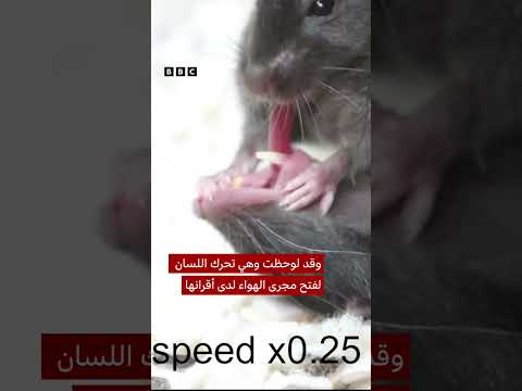 فيديو | الفئران تستخدم "الإنعاش القلبي الرئوي" لإنقاذ بعضها البعض