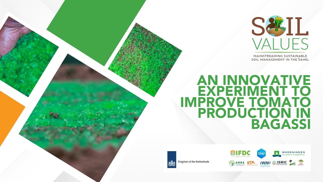 An innovative experiment to improve tomato production in Bagassi