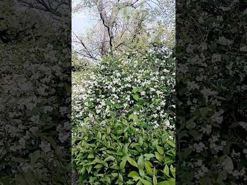 Maroo 5 - Moves Like Jagger ♬ Moverse como Jagger no Es Fácil, Pero hacemos el Intento. El paseo