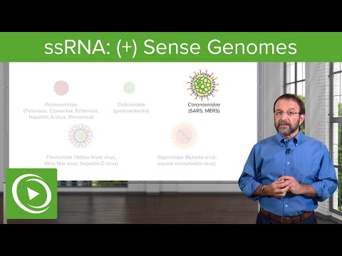 Positive-sense Single-stranded RNA ((+)ssRNA) Virus – RNA Virus Genomes – COVID-19 | Lecturio