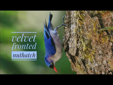 VELVET FRONTED NUTHATCH ||BIRDS OF INDIA ||