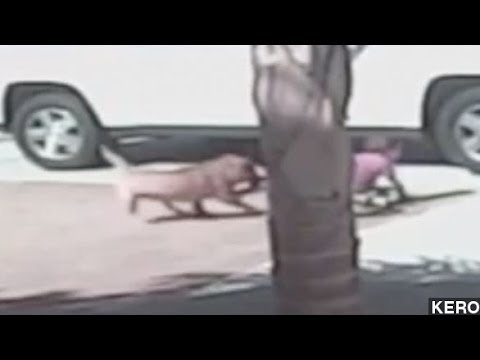Family Cat Saves Little Boy From Dog Attack