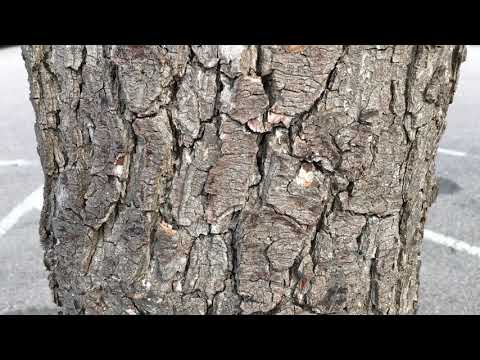 Common Alder (Alnus glutinosa) - trunk close up - May 2018