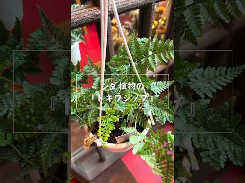 園芸 草とシダ