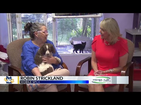 Pet of the Week: Beethoven, the Cock-a-Poo - YouTube