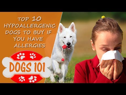 2nd YouTube video about are schnauzer hypoallergenic