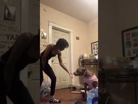 #pets #dog #royalronniee #funny #royalgang #chanel